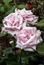 Ã¢â¬ËPascaliÃ¢â¬â¢ Tree Rose